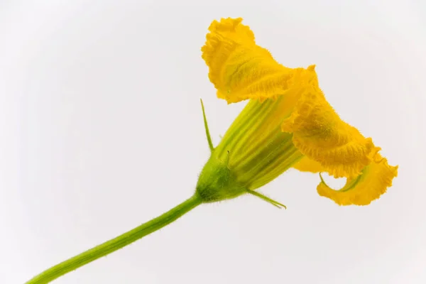 Fleur Citrouille Cucurbita Pepo — Photo