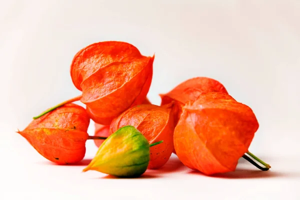 Jahodové Arašídy Physalis Alkekengi — Stock fotografie