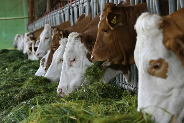 Vacas Por Alimentación — Foto de Stock