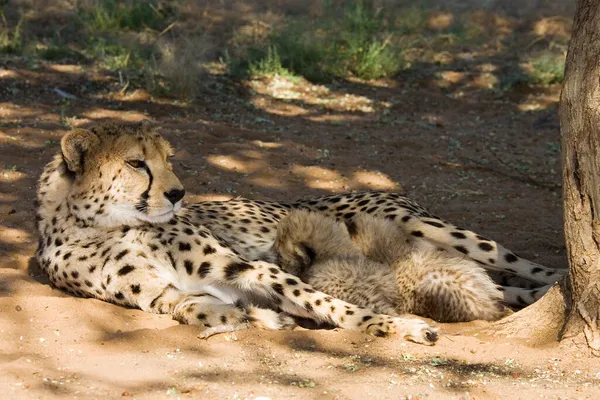 Cheetah Mãe Com Copos Namíbia África — Fotografia de Stock