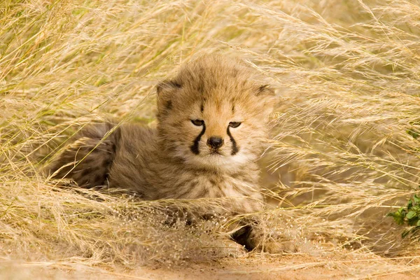 Coupes Guépard Acinonyx Jubatus Dans Herbe Haute Afrique Namibie — Photo