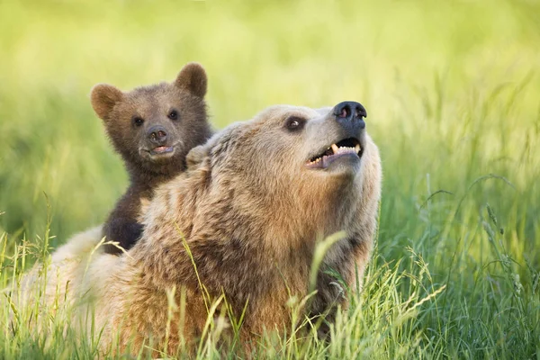 Europejska Matka Niedźwiedzia Brunatnego Młode Ursus Arctos — Zdjęcie stockowe