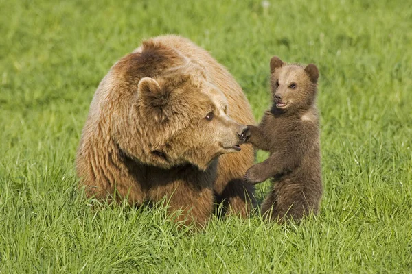Europeu Urso Marrom Mãe Com Filhote Ursus Arctos — Fotografia de Stock