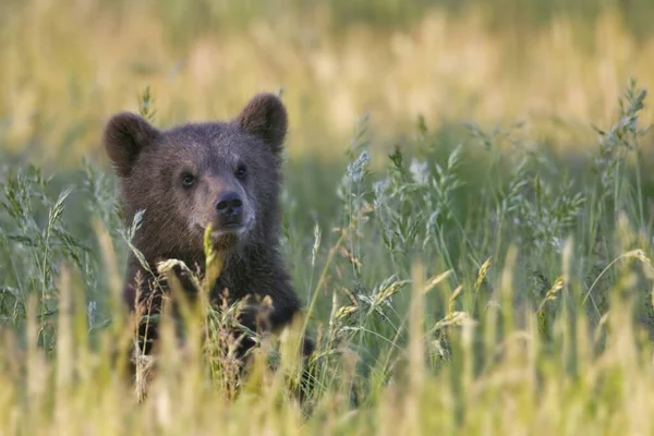 European Brown Bear Cub Ursus Arctos — стокове фото