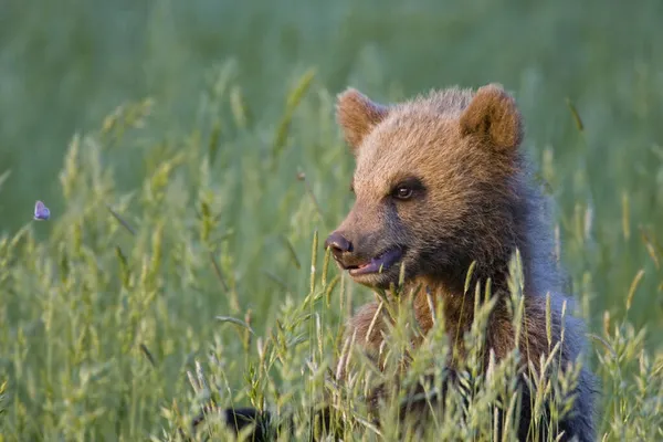 欧洲棕熊幼崽在高高的草丛中观看蝴蝶 — 图库照片