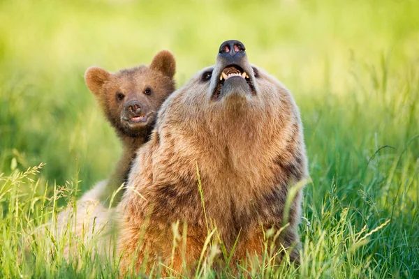 欧洲棕熊母熊 有幼崽 — 图库照片