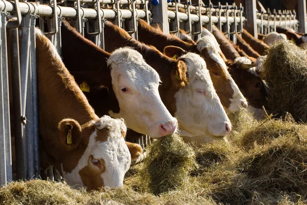 Vacas Feno Alimentação Estável Alta Baviera Alemanha — Fotografia de Stock