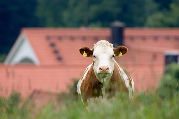 德国上巴伐利亚州奶牛 — 图库照片