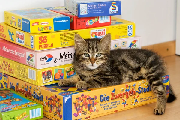 Jeune Chat Domestique Sur Des Boîtes Jouets — Photo