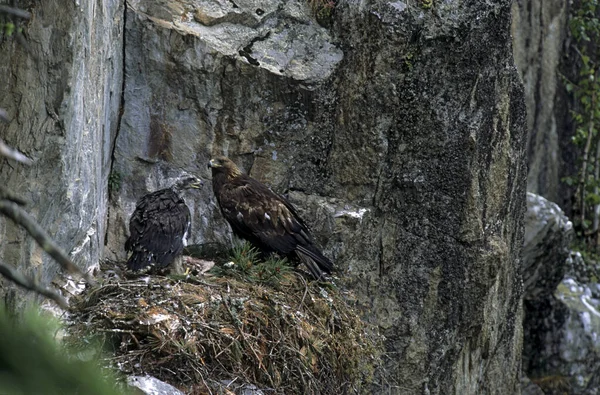 Aquila Chrysaetos 成年雌鹰 在奥地利蒂罗尔筑巢时带着八周大的小鸡 — 图库照片