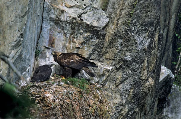 Aquila Chrysaetos 成年雌性 在奥地利蒂罗尔筑巢时带着八周大的小鸡 — 图库照片