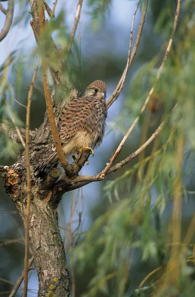 Κοινό Kestrel Falco Tinnunculus Σκαρφαλωμένο Στον Κορμό Του Δέντρου — Φωτογραφία Αρχείου