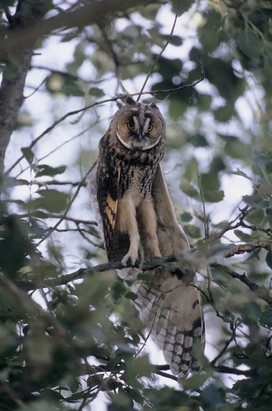 Uil Met Lange Oren Asio Otus Uil Takken — Stockfoto