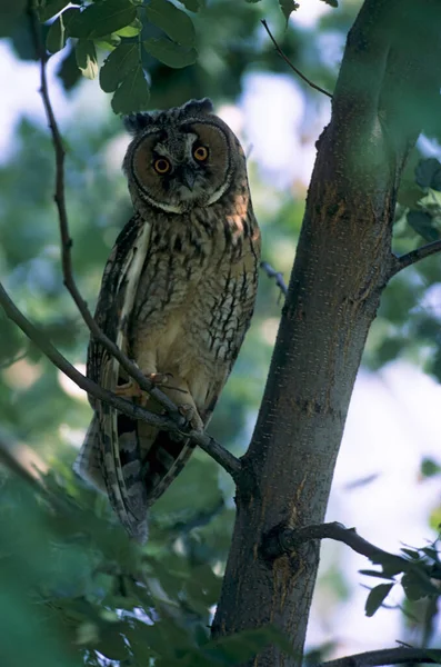 Uil Met Lange Oren Asio Otus Uil Takken Juveline — Stockfoto