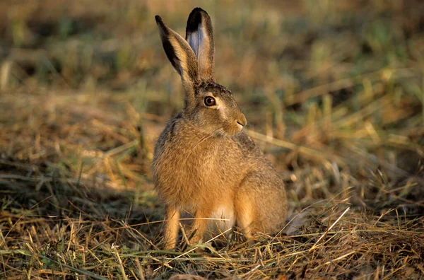 Lebre Marrom Lepus Europaeus Sentado Prado — Fotografia de Stock