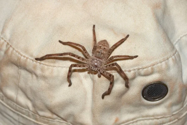 Common Huntsman Spider Cap Isopedella — Stock Photo, Image