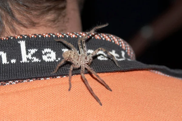 Gemeine Huntsman Spinne Kragen Eines Hemdes Isopedella — Stockfoto