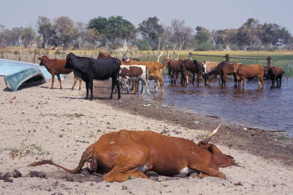 Bovinos Mortos Frente Rebanho Gado Botsuana — Fotografia de Stock
