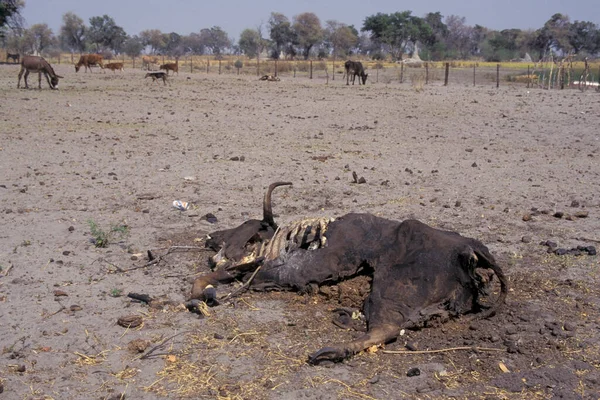 Bovinos Mortos Okovango Delta Botswana — Fotografia de Stock