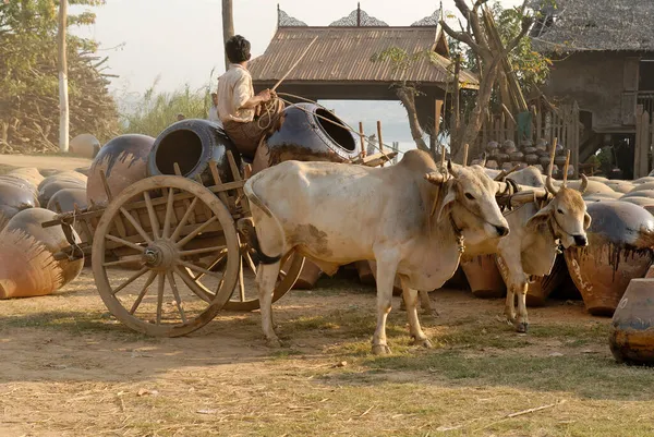 Transporte Vasos Martarban Com Carrinho Boi Kyauk Myaung Myanmar — Fotografia de Stock