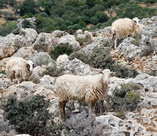 Ovelhas Uma Cena Típica Creta Grécia — Fotografia de Stock