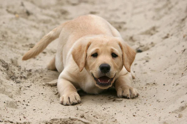 黄色的拉布拉多猎犬一只躺在沙滩上的猎犬 — 图库照片