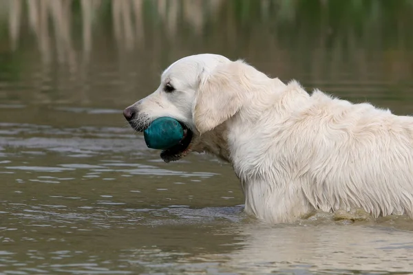 Golden Retriever Cão Recuperando Manequim Água — Fotografia de Stock