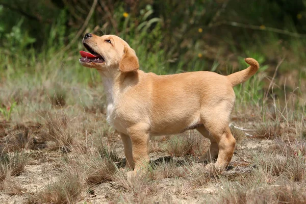 Gele Labrador Retriever Puppy Staande — Stockfoto