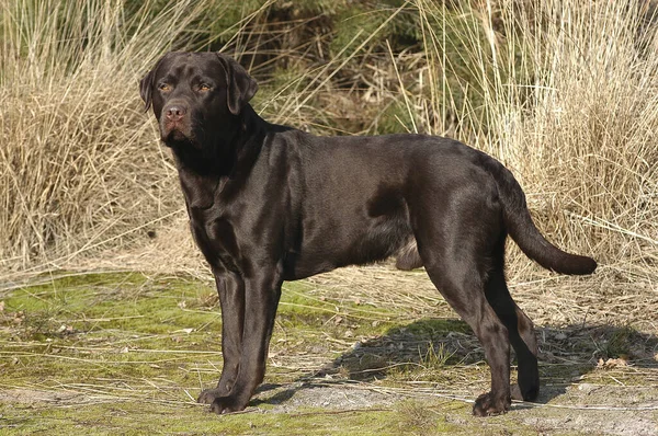 Brown Labrador Retriever Perro Pie — Foto de Stock