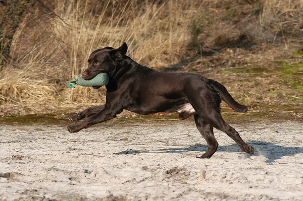 棕色拉布拉多猎犬猎犬跑来跑去找回假的狗 — 图库照片