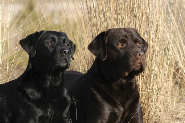 Cães Labrador Retriever Marrom Preto Deitado Prado — Fotografia de Stock