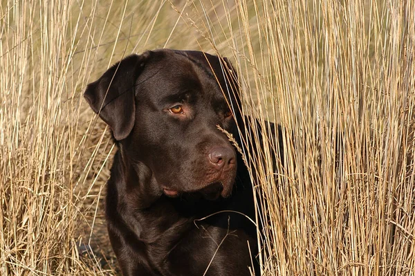 Brun Labrador Retriever Hund Liggande Äng — Stockfoto
