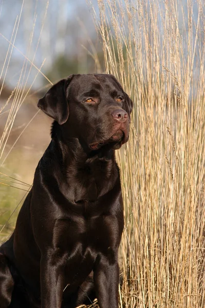Bruine Labrador Retriever Hond Zittend Een Weide — Stockfoto