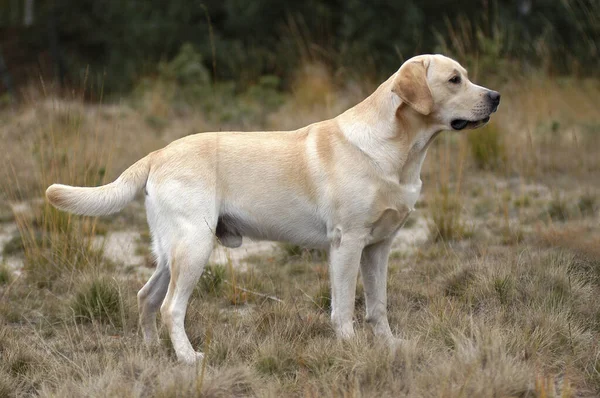 Stående Gul Labrador Retriever Hund — Stockfoto