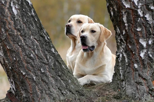 two yellow Labrador Retriever dogs lying behind a tree