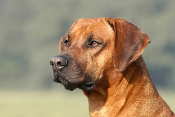 Portret Rhodesian Ridgeback Psa — Zdjęcie stockowe