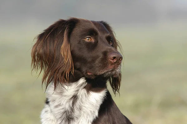 Portret Van Een Munsterlander Hond — Stockfoto