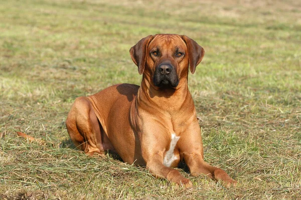 Rhodesian Ridgeback Pies Leżący Łące — Zdjęcie stockowe