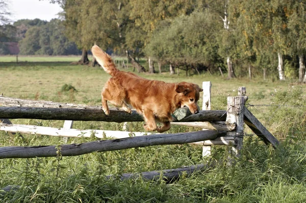 Mörk Golden Retriever Hund Hoppar Med Docka Över Ett Staket — Stockfoto
