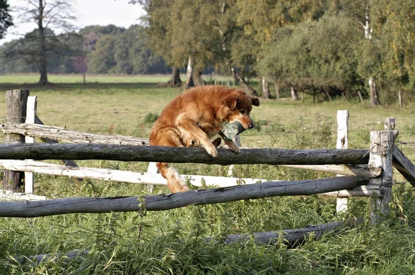 Ciemny Pies Golden Retriever Skacze Manekinem Przez Płot — Zdjęcie stockowe