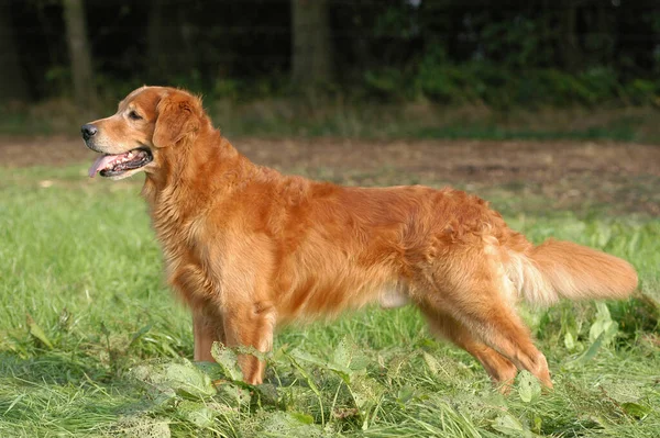 Στέκεται Σκοτεινό Σκυλί Golden Retriever — Φωτογραφία Αρχείου