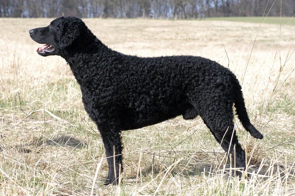 Στέκεται Μαύρο Κατσαρό Ντυμένο Σκύλο Retriever — Φωτογραφία Αρχείου