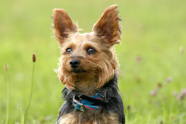 Portrait Yorkshire Terrier Bitch — 스톡 사진
