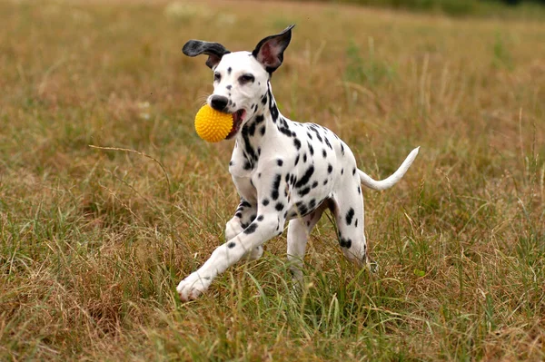 Young Dalmatian Bitch Playing Yellow Ball — Stockfoto