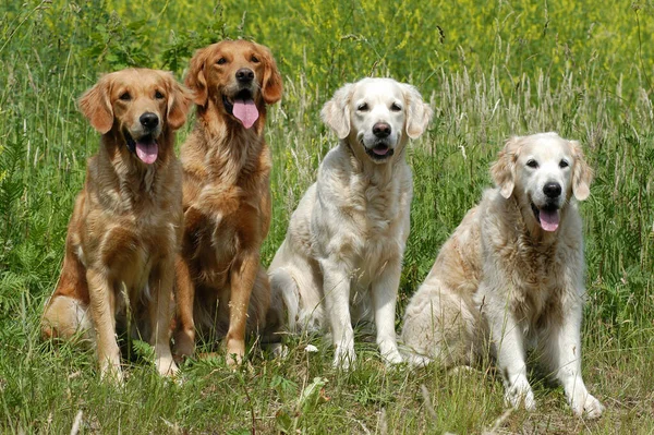 Four Golden Retriever Bitches Sitting Side Side — 스톡 사진