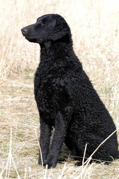 Black Curly Coated Retriever Bitch Sitting Field — Stok fotoğraf