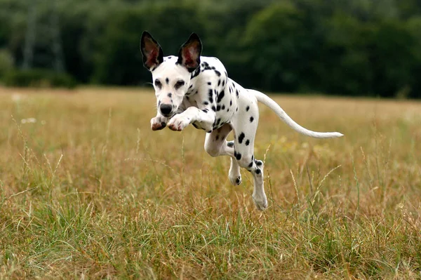 Young Dalmatian Bitch Jumping — Stockfoto