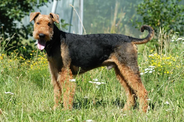 Standing Airdale Terrier Dog — Stock Photo, Image
