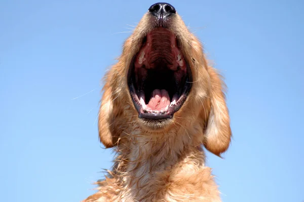 Bostezando Golden Retriever Cachorro —  Fotos de Stock