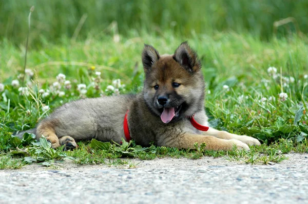 Marrón Gris Eurasiático Cachorro Mentira — Foto de Stock